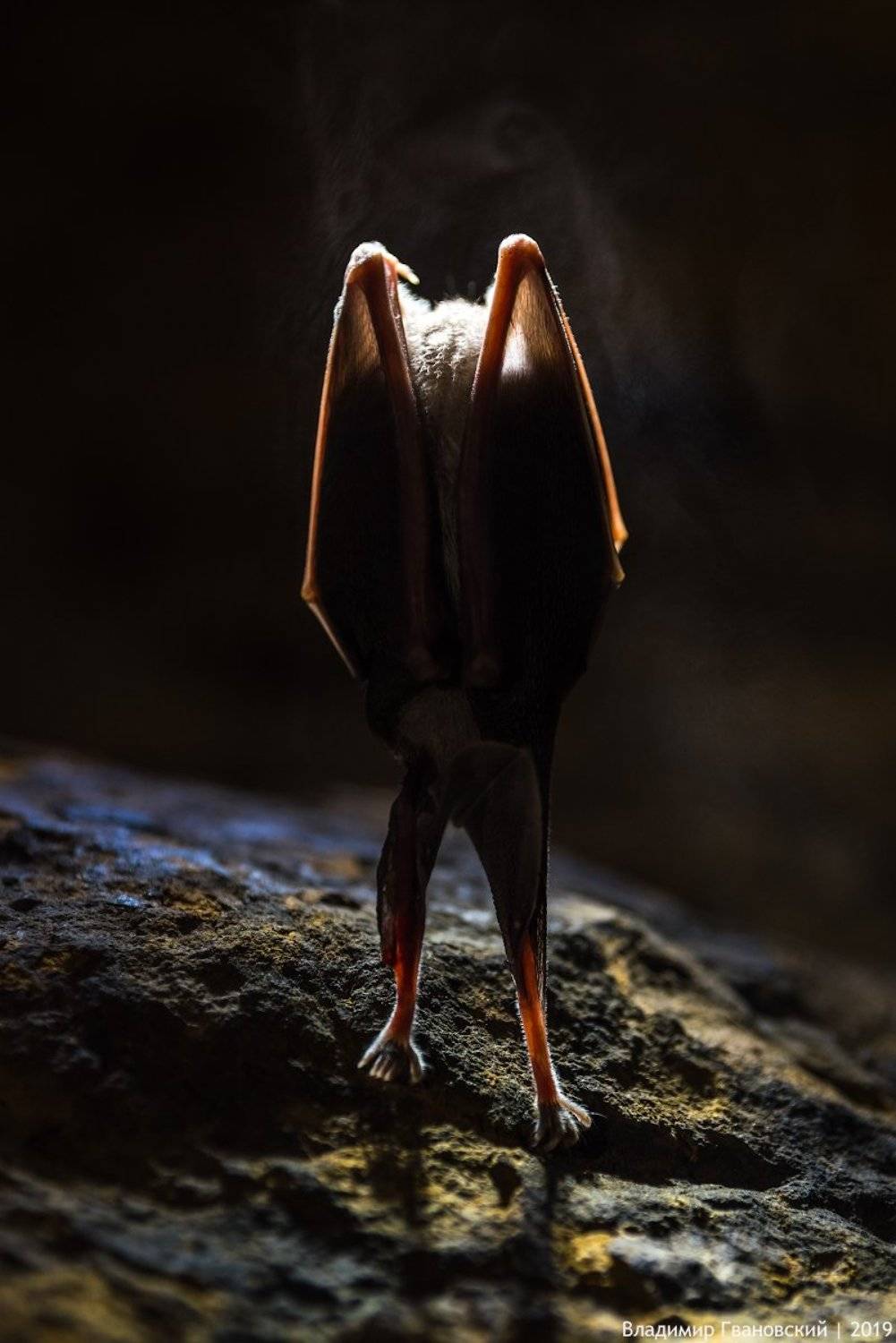 , Гвановский Владимир