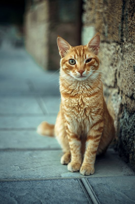 Greek Cat фото превью