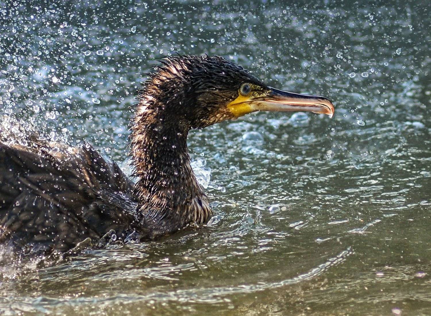 баклан, брызги, Татьяна Москальчук