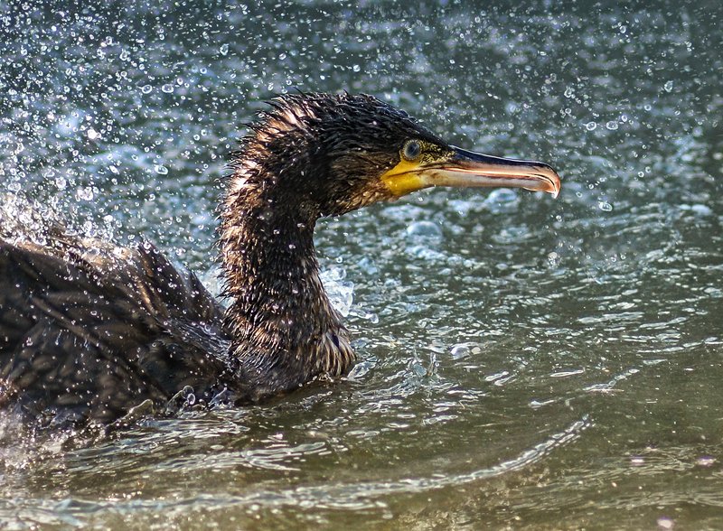 баклан, брызги ***** фото превью