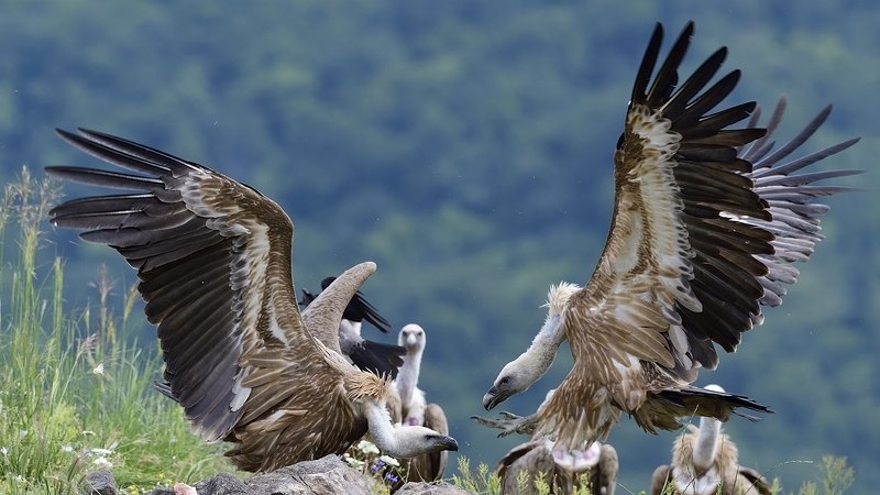 птицы birds Griffon vulture фото превью