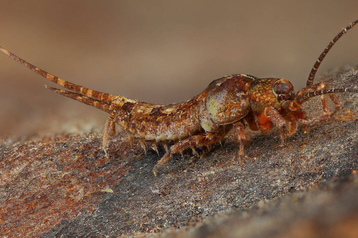 макро насекомое  серый коричневый цвет, Андрей Шаповалов