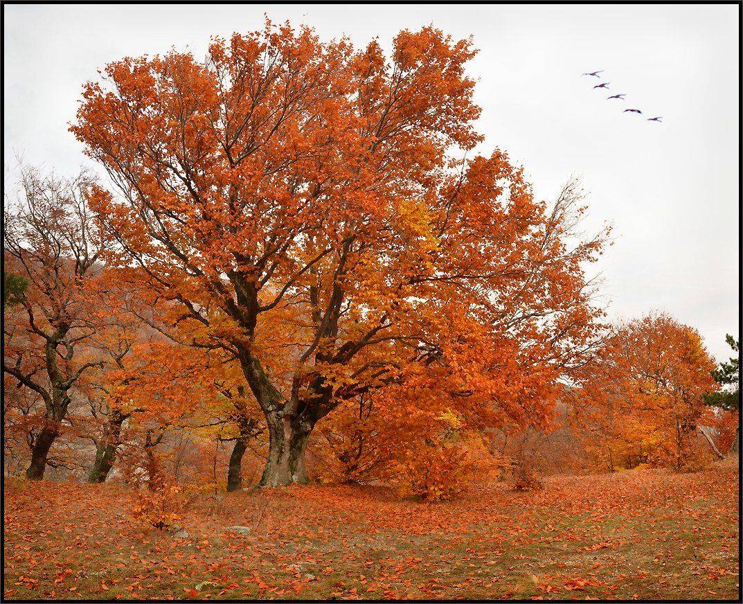 , Владимир Метцгер