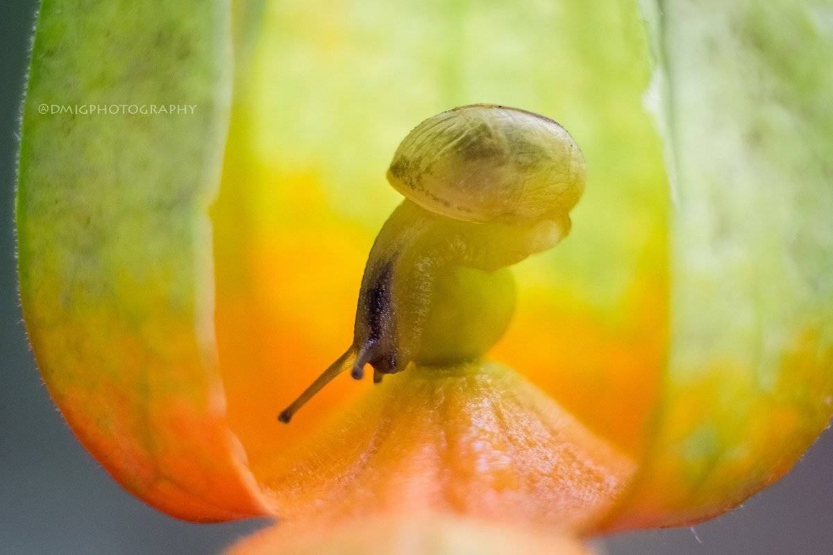 макро, природа, растение, улитка, лето, макромир, макрофотография, гелиос44_2, lovemacro, цветок, , Дмитрий Гусалов