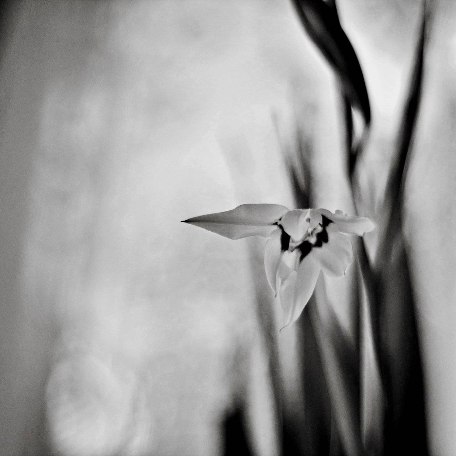 цветок, чб, цветы, природа, Ярина Яриловец