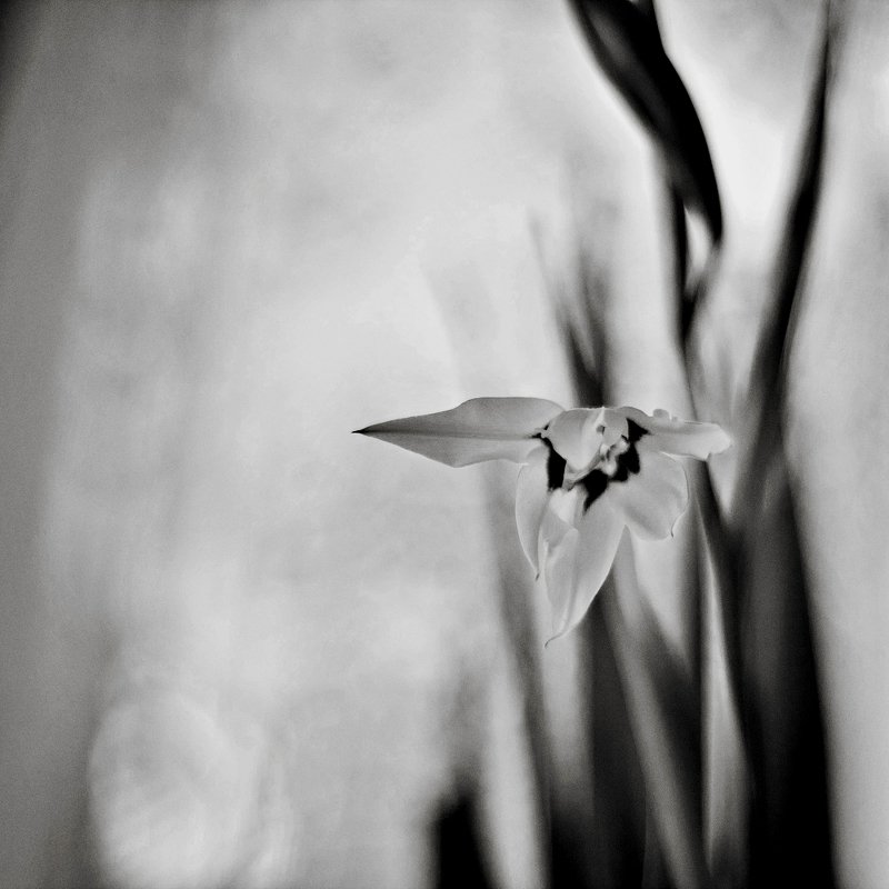 цветок, чб, цветы, природа ацидантера фото превью