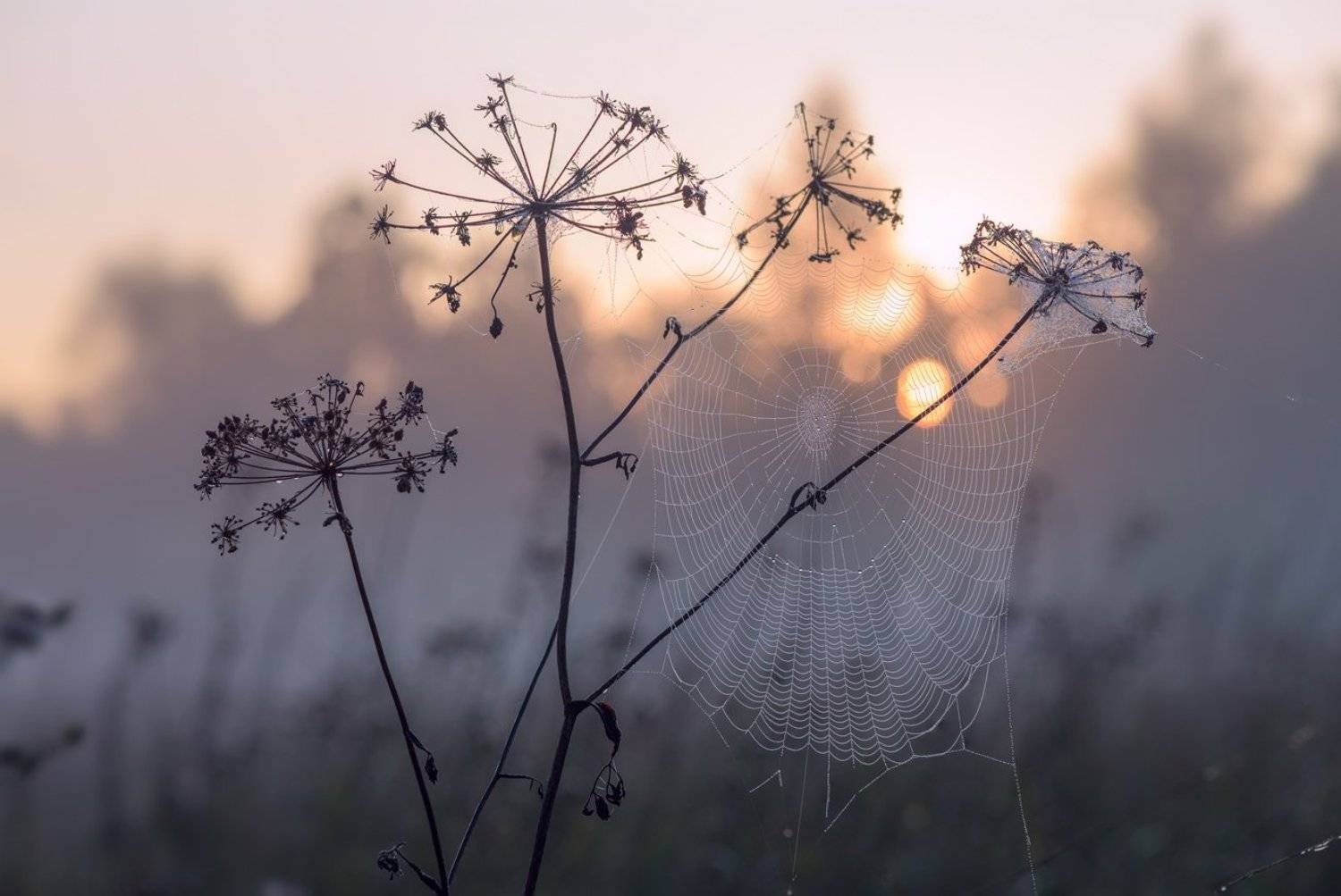 луг, рассвет, лето, сумерки, туман, паутина, Галанзовская Оксана
