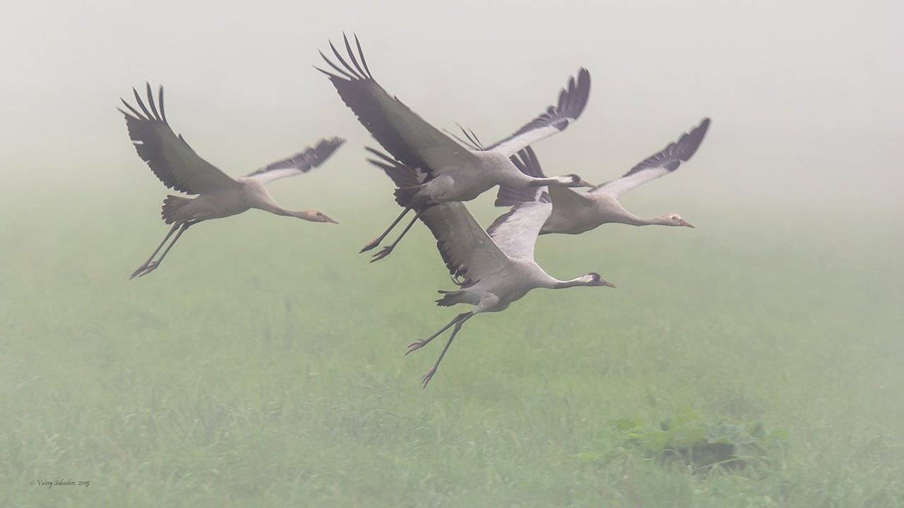 , Валерий Субачев