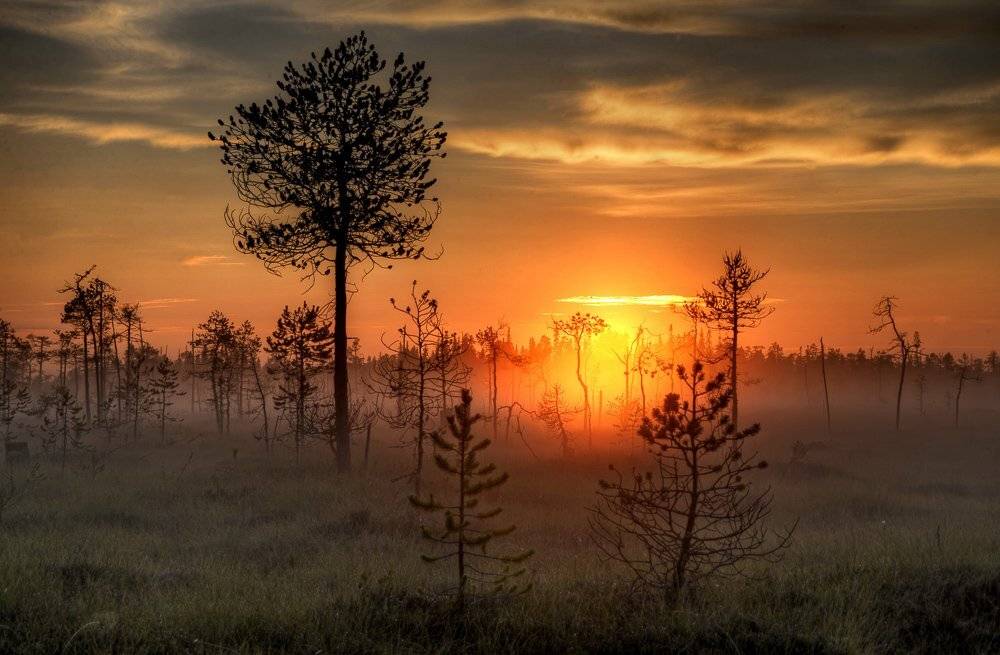 поньгома, рассвет, болото, белая ночь, карелия, деревья, Владимир Брагилевский