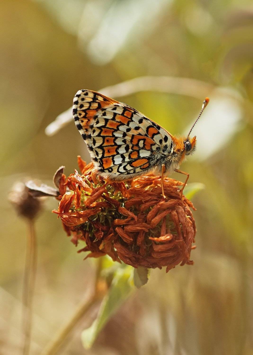 бабочка,лист,трава,солнце,крылья,свет,блик,цветок, Юрий Котов