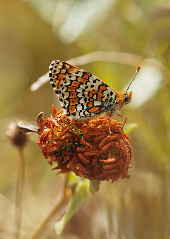 бабочка,лист,трава,солнце,крылья,свет,блик,цветок На клубочке ниток фото превью