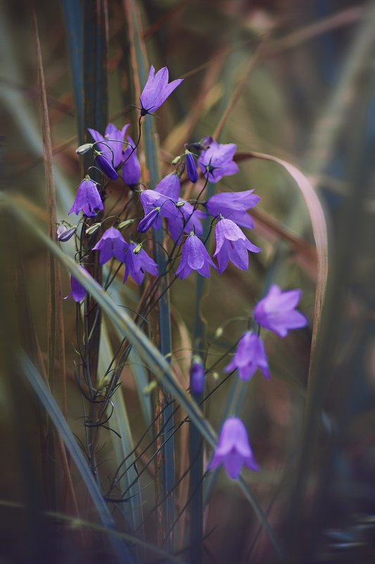 трава,свет,лес,деревья,облака,ветки,цветы,поле,небо *** фото превью