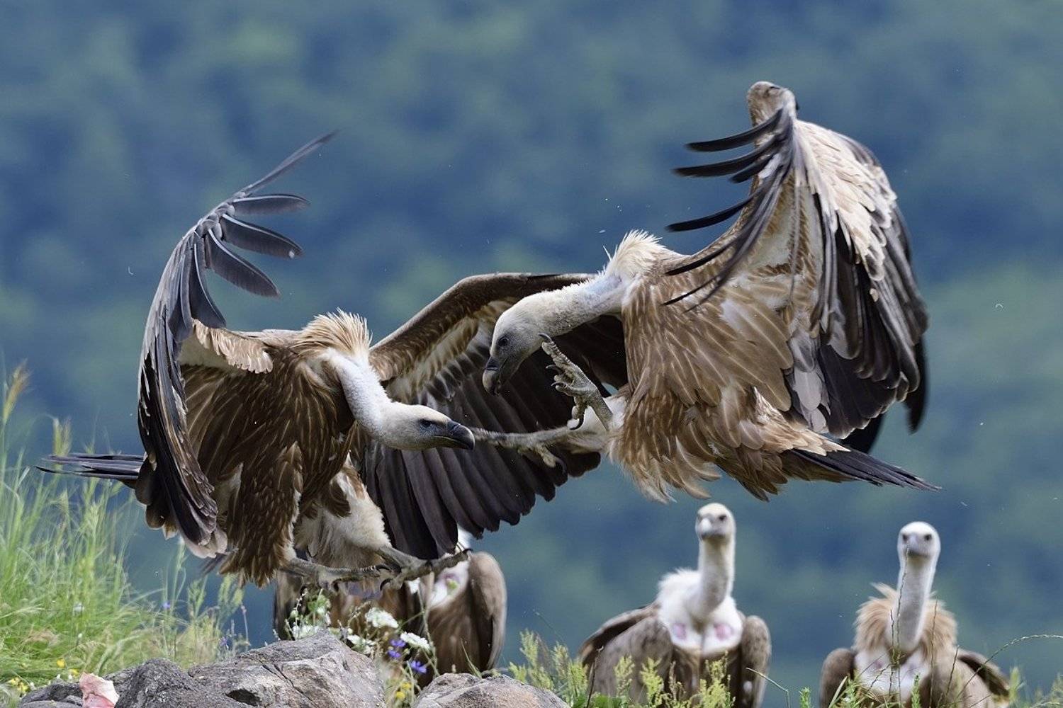 птицы birds, Jaroslav Mego