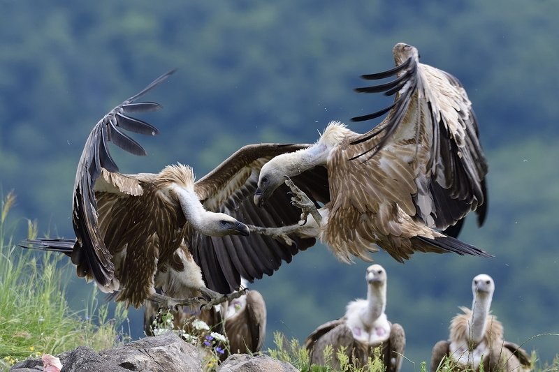 птицы birds Griffon vulture фото превью