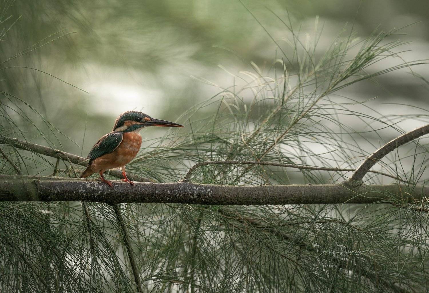 , Дмитрий Посевич