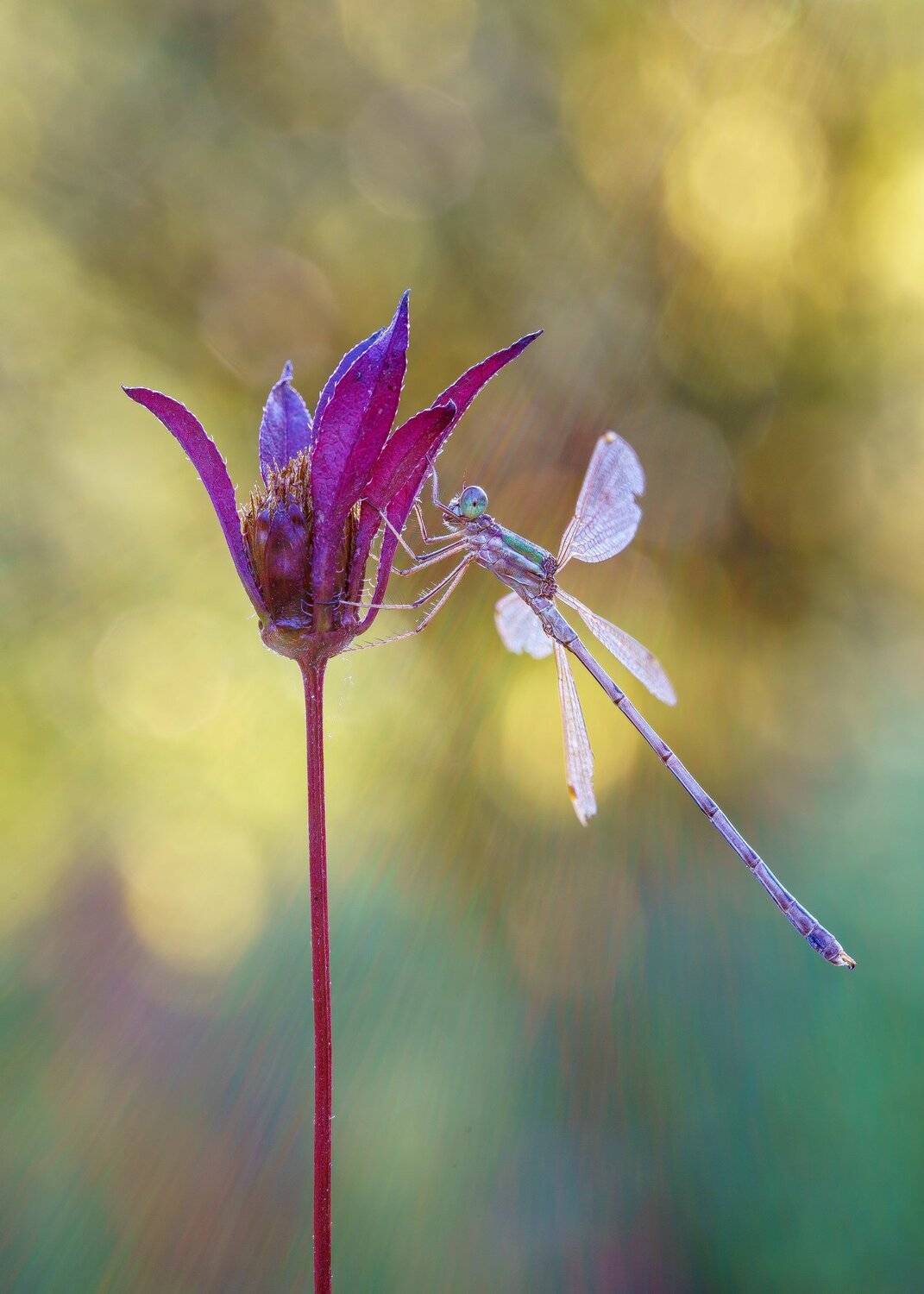 , Кузнецов Дмитрий