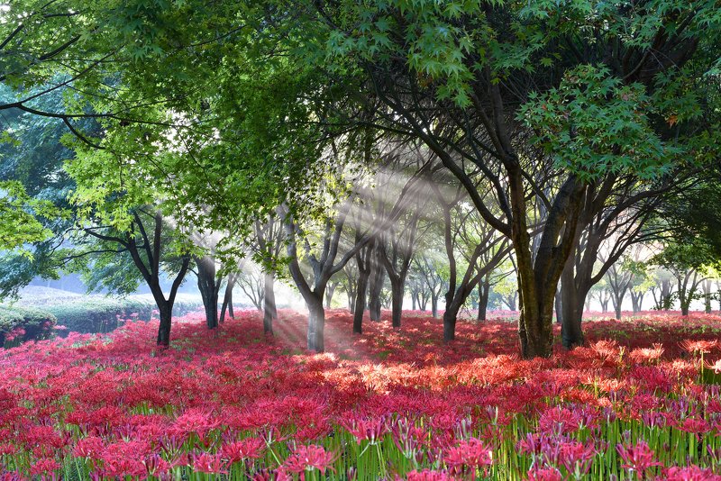 Red carpet on the garden фото превью