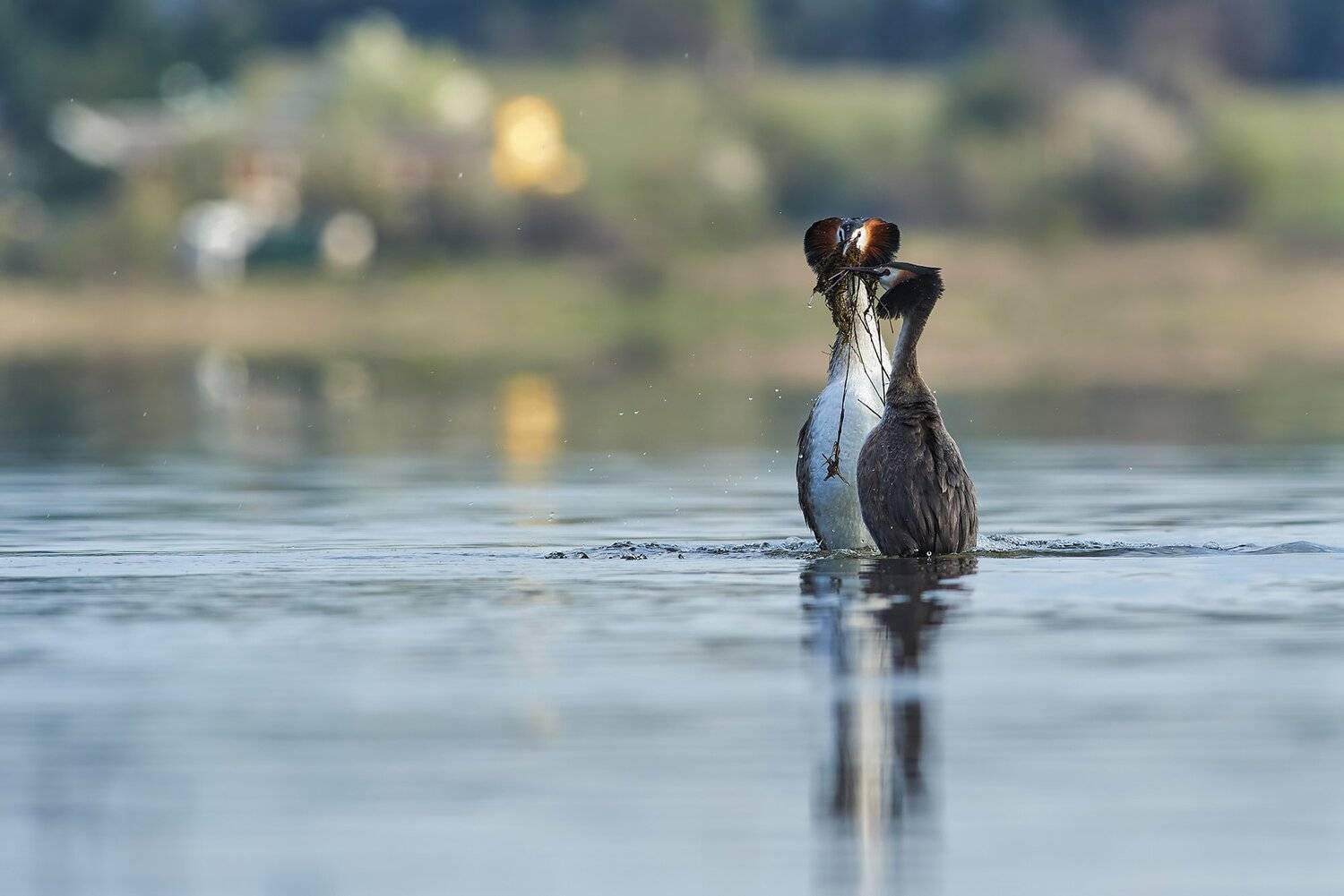 , Калин Ботев