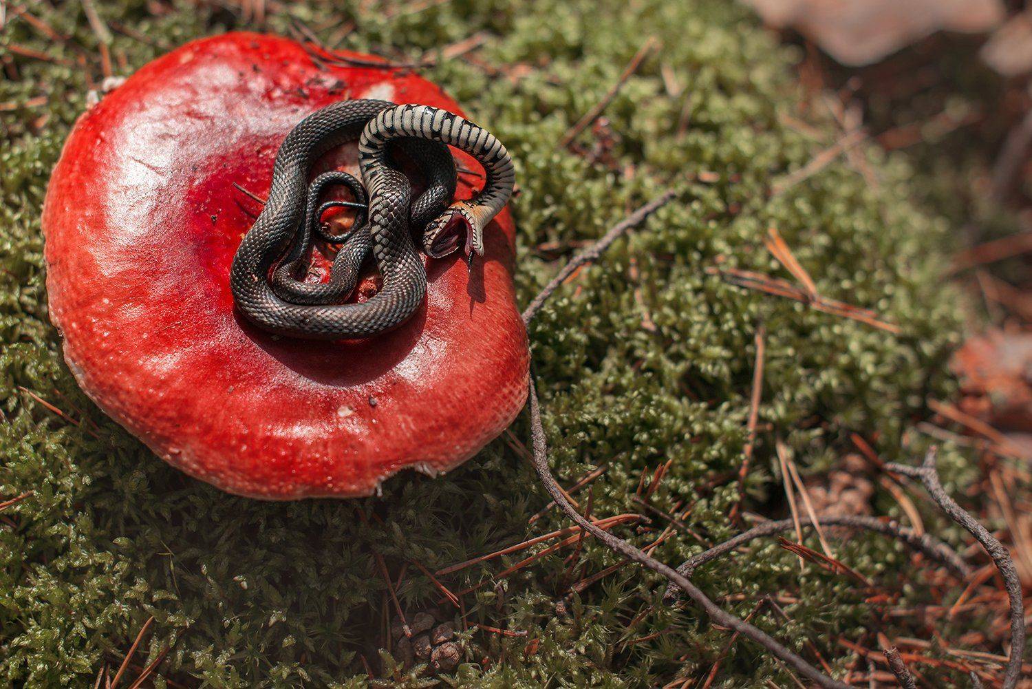 , Тарасова Ольга