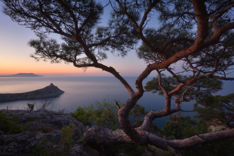 крым, горы, море, дерево Новосветские деревья фото превью