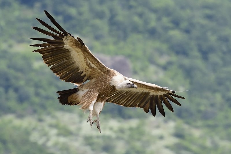 птицы birds Griffon vulture фото превью