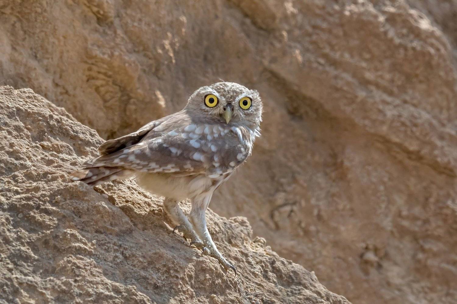 пётррогов#фотограф#фотоохота#дикаяприрода#орнитология#птицы#птичьяобсерватория#израиль#иерусалим#canon5dmarkiii#canon600mmf4#birdsobservatory#birds#nature#israel#jerusalem#сыч#утро#owl#домовойсыч#wildnaturephotography#wildnature, Пётр Рогов