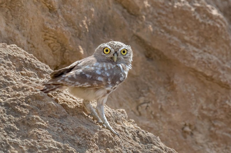 пётррогов#фотограф#фотоохота#дикаяприрода#орнитология#птицы#птичьяобсерватория#израиль#иерусалим#canon5dmarkiii#canon600mmf4#birdsobservatory#birds#nature#israel#jerusalem#сыч#утро#owl#домовойсыч#wildnaturephotography#wildnature Сыч фото превью