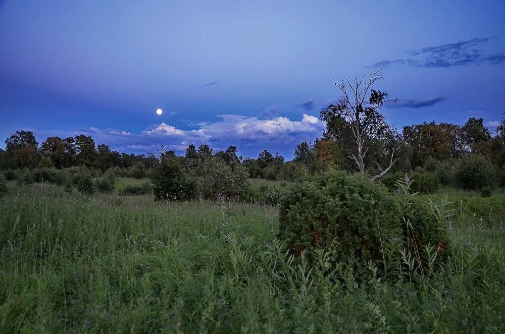 кольский, варзуга, белая ночь, луг, луна, Владимир Брагилевский