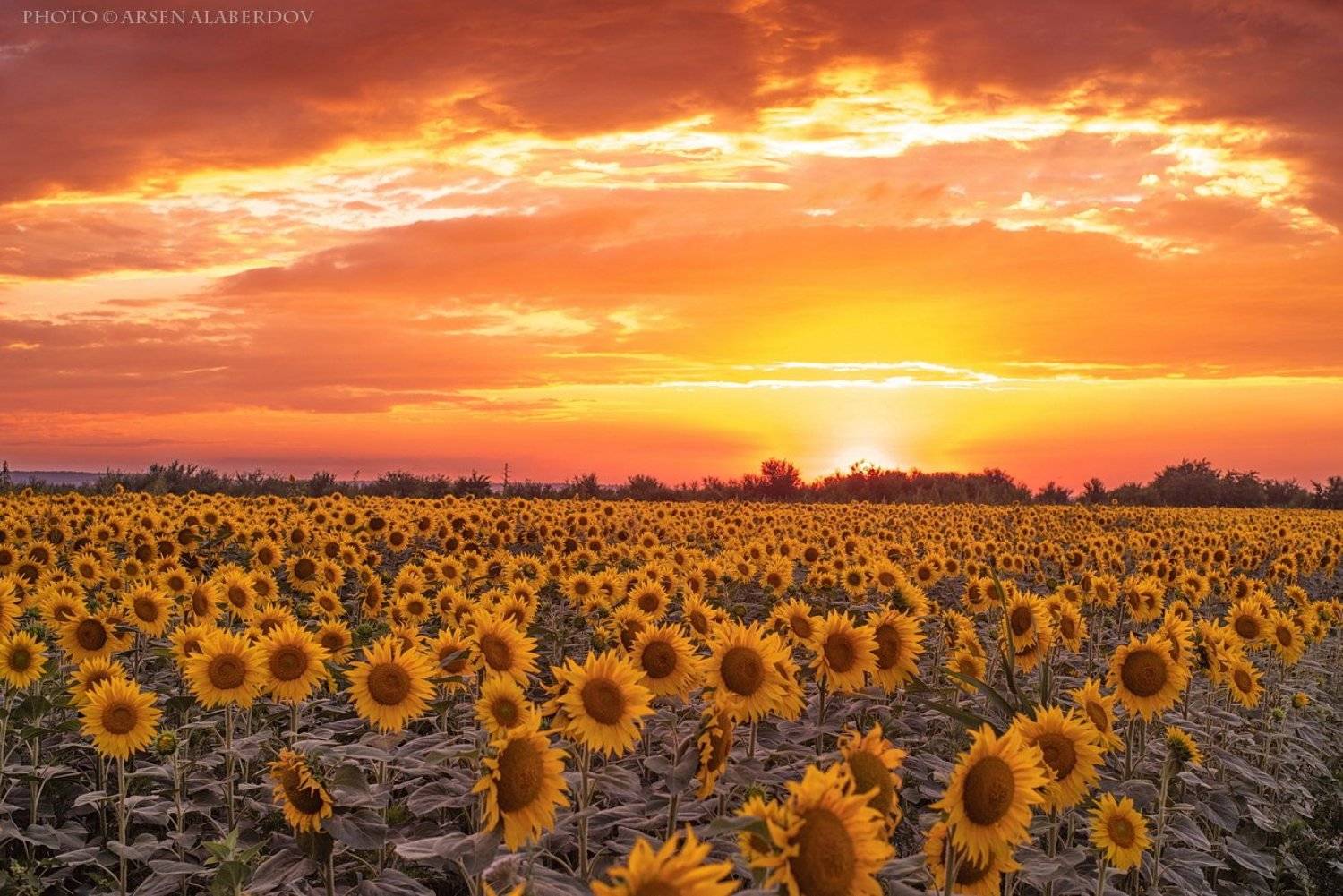 поле, закат, вечер, солнце, облака, лето, подсолнухи, оранжевый, Арсен Алабердов