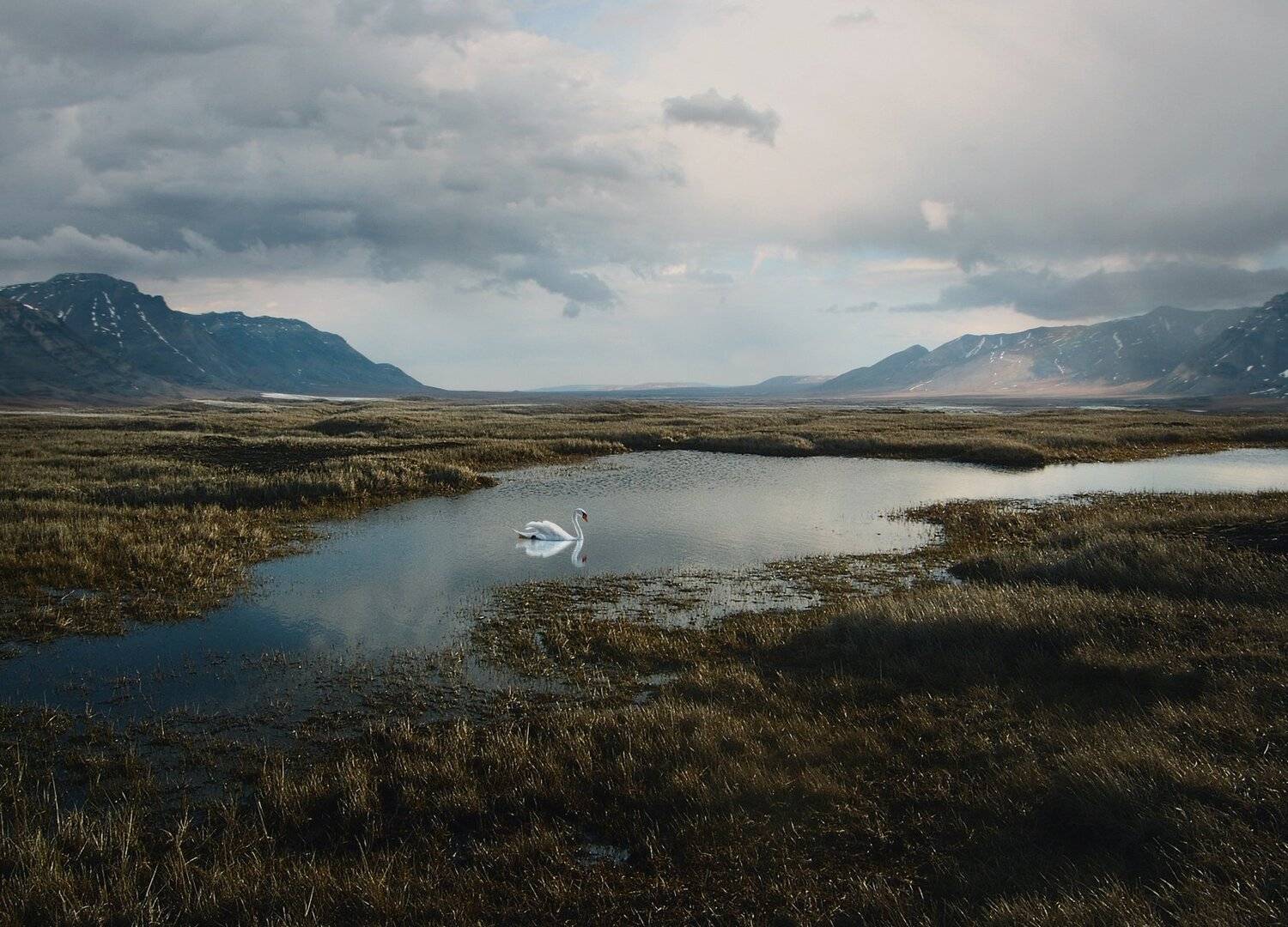 лебедь, озеро, облака, Sergii Vidov
