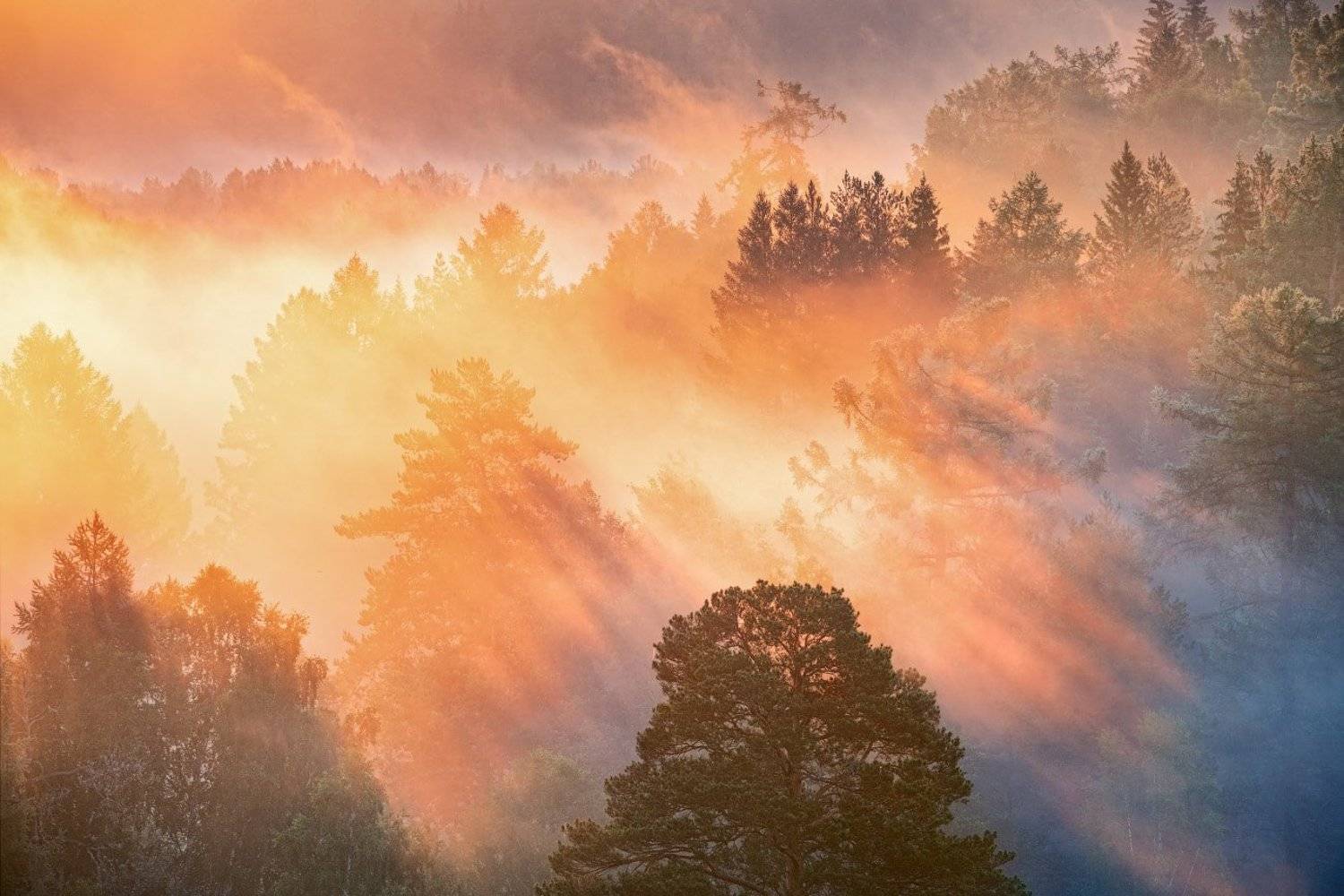 , Александр Гоголин