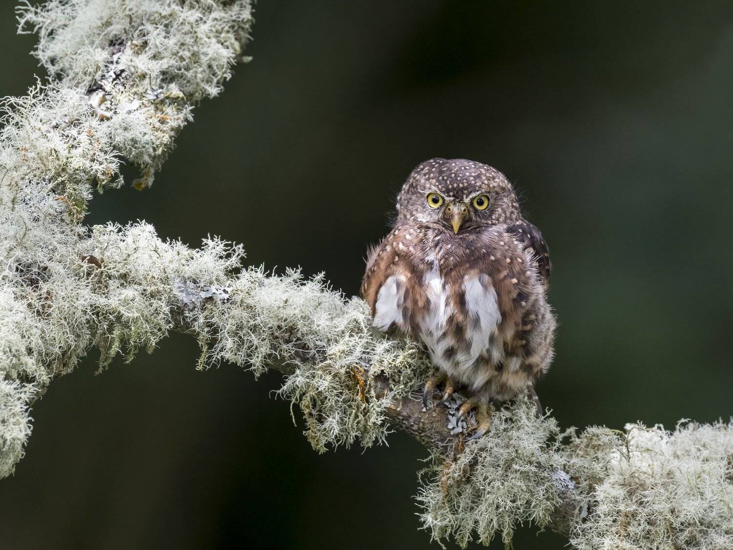 , Fernando Burgalin Sequeira