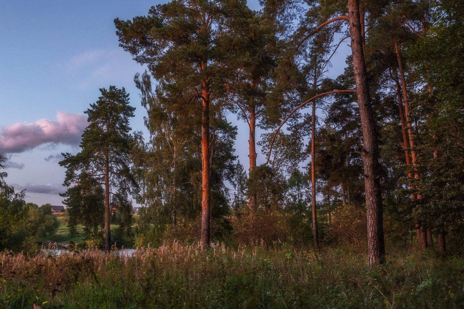 природа, пейзаж, вечер, закат, сосны, лес, Мартыненко Дмитрий