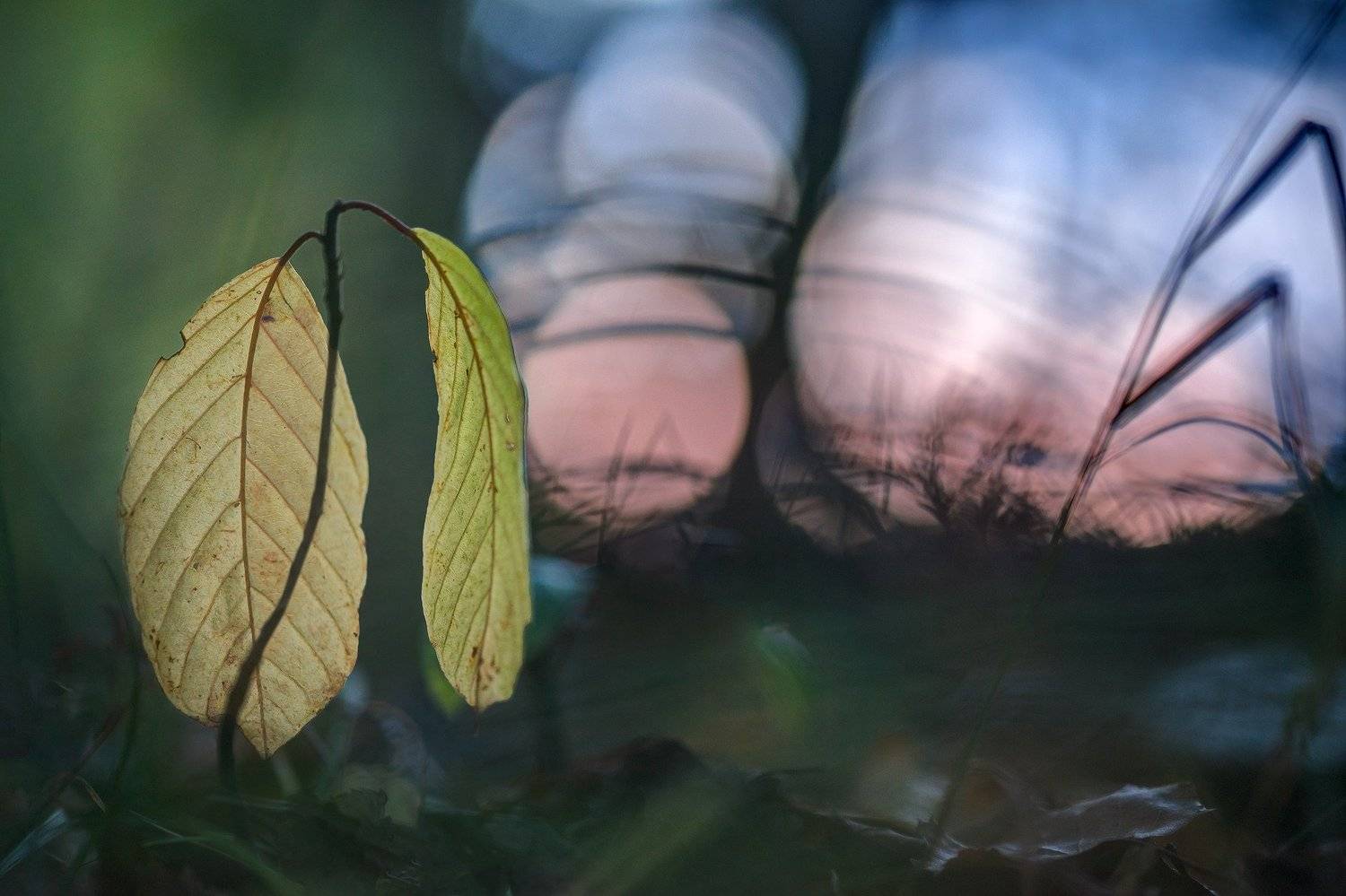 , Алексей Чистяков