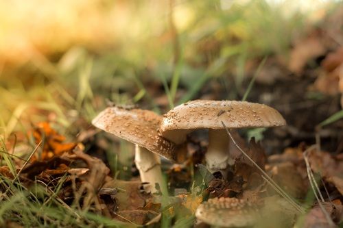 Amanita Augusta