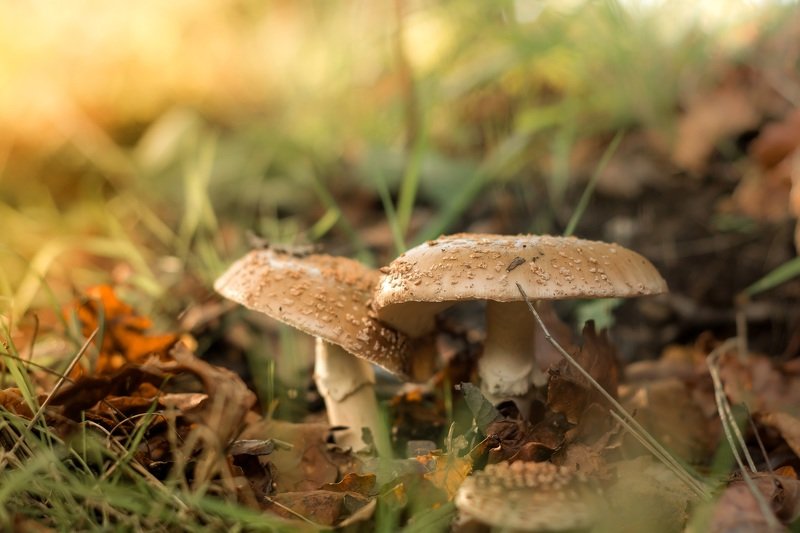 mushroom, nature, macro,  Amanita Augusta фото превью