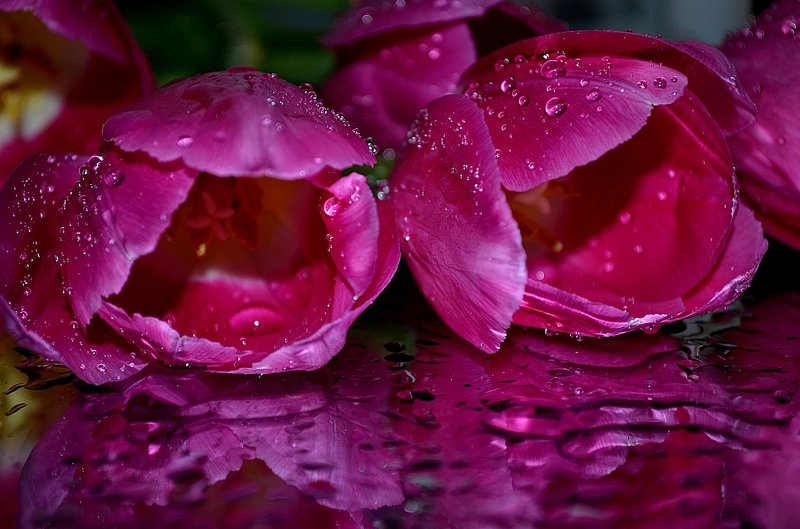 макро,тюльпаны Тюльпаны фото превью