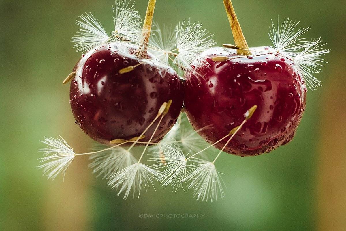 макро, природа, растение, вишня, лето, макромир, макрофотография, гелиос44_2, lovemacro, ягода, одуванчик, цвет, ветер, свежесть, , Дмитрий Гусалов