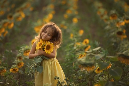 Słoneczniki 