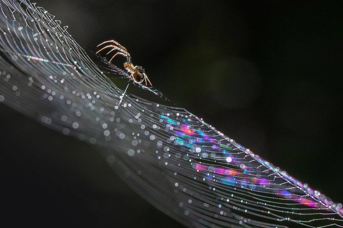 паутина, луч, паук, Наталия Сытина