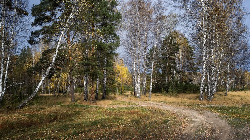 Осенний лес. фото превью