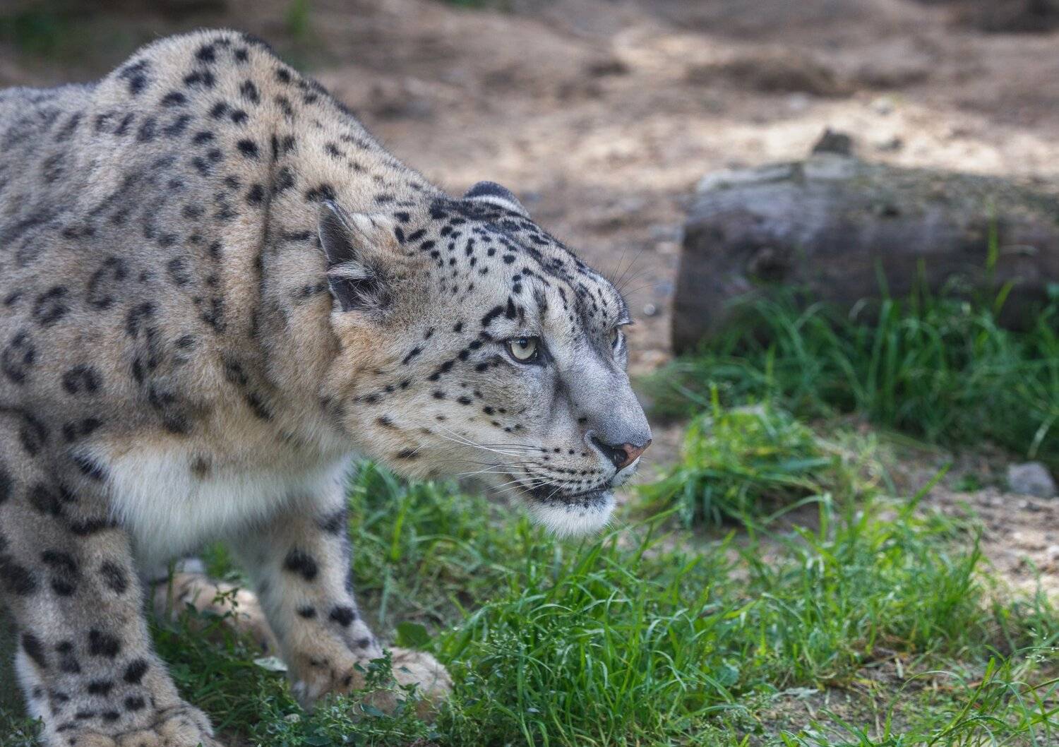 снежный барс, Олег Богданов