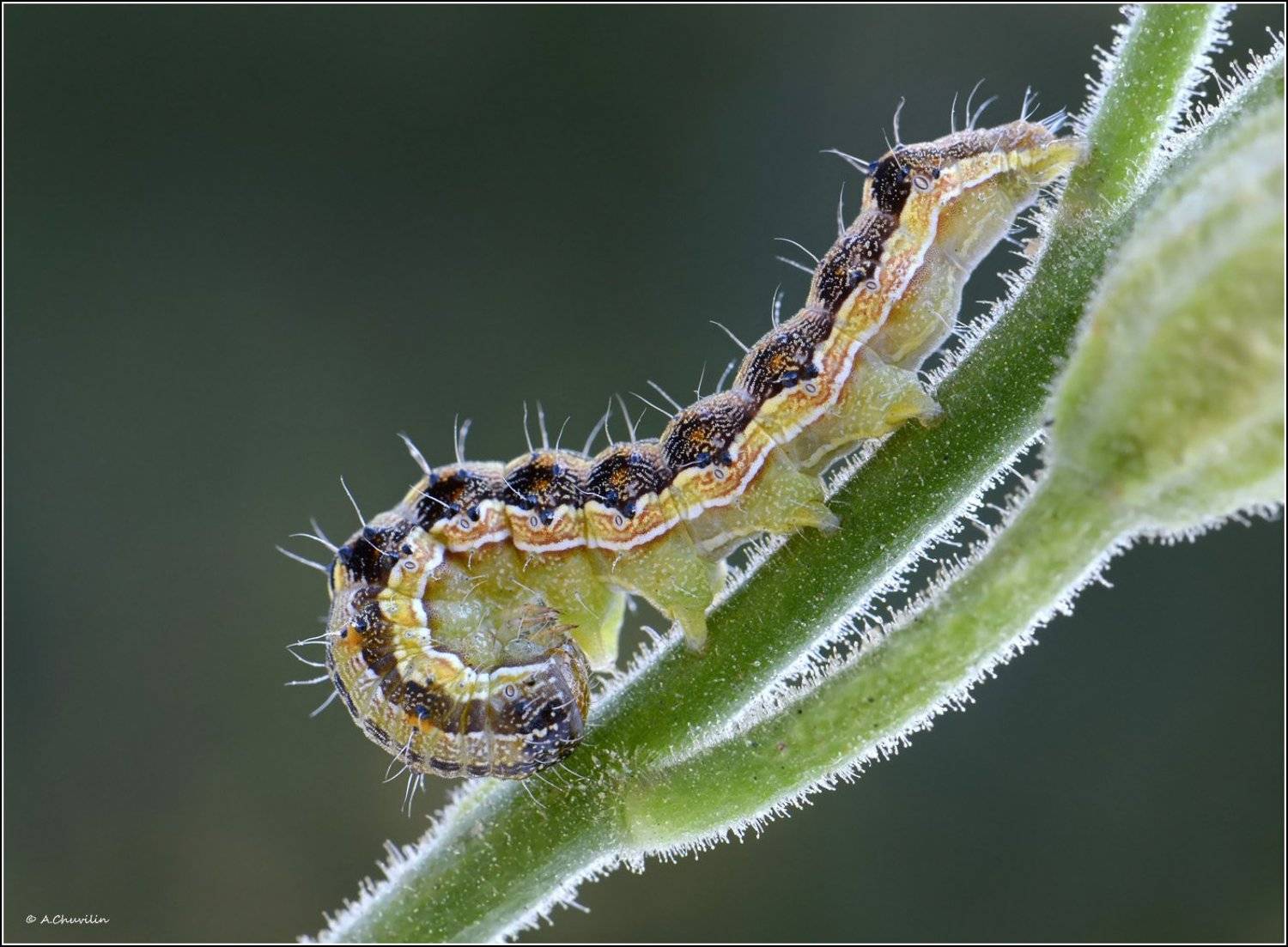 гусеница,бабочки,совки, Александр Чувилин