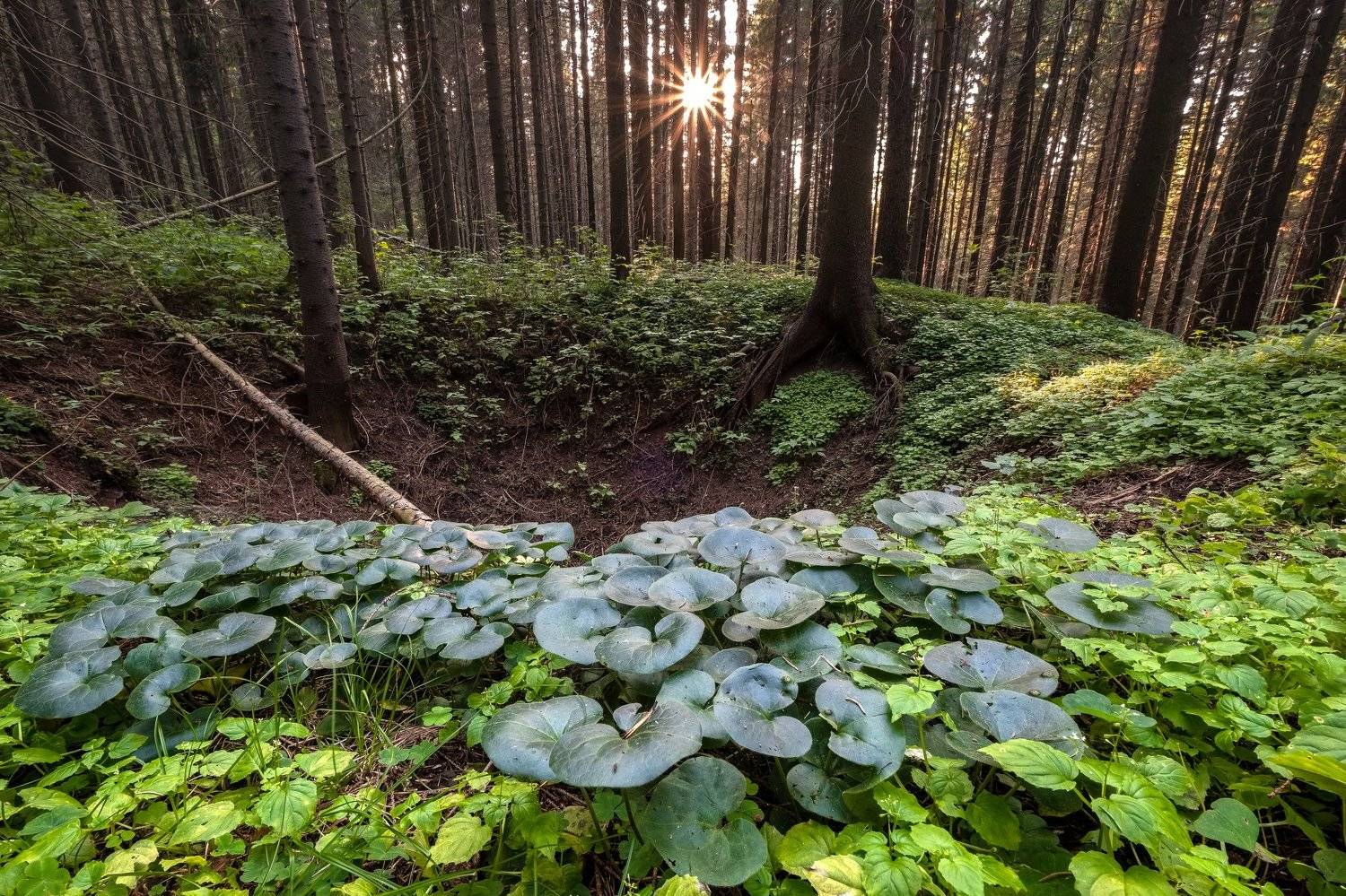 лес, карст, растения, Савицкий Ян