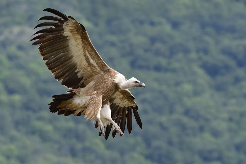 птицы birds Griffon vulture фото превью