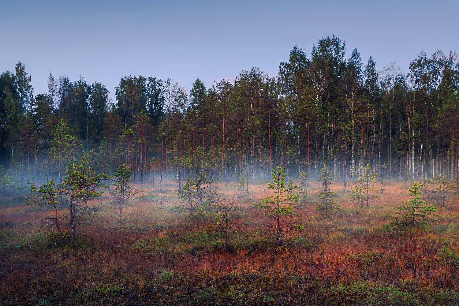 , Елена Маковоз