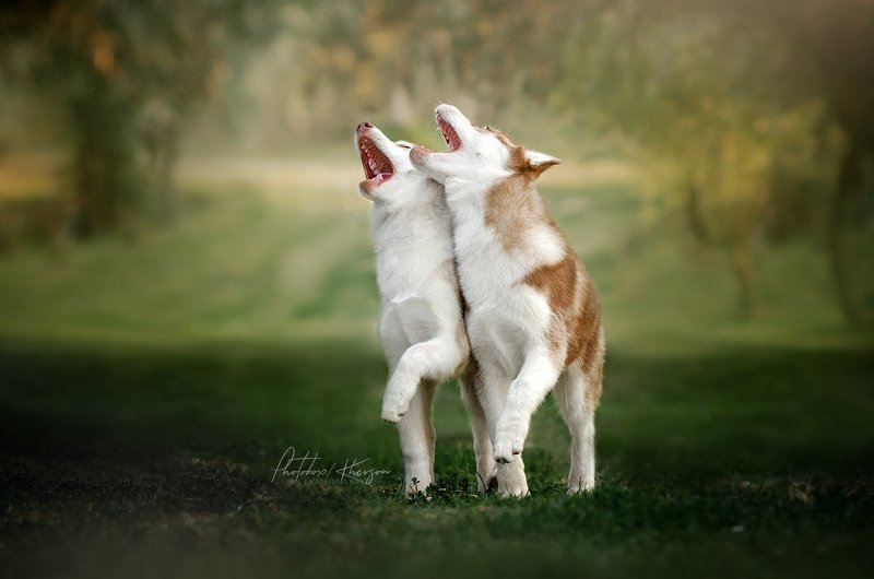 собака, анималистика Sing a song! фото превью