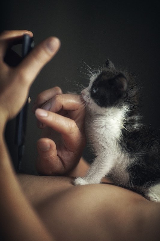 Доверие Кот на телефоне фото превью