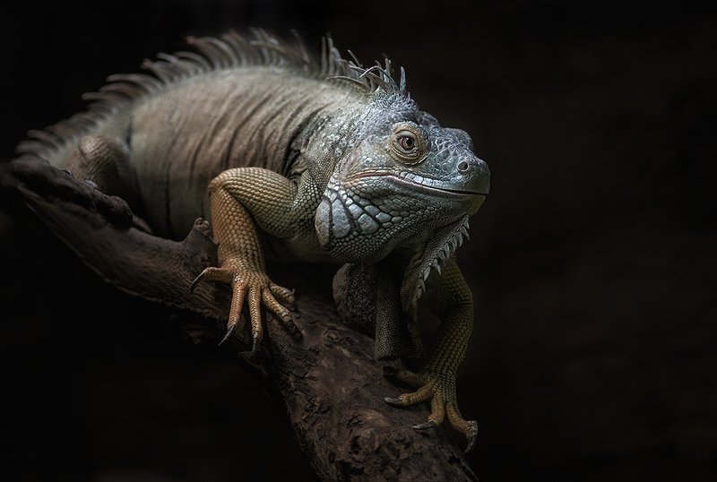 игуана Краснеющи голубой фото превью