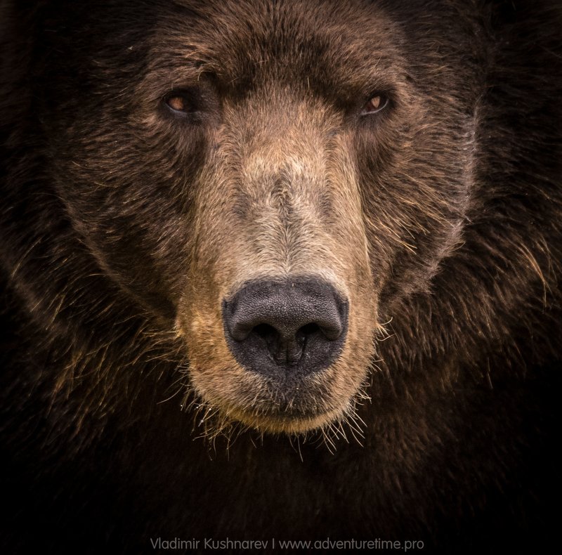 The Bear фото превью